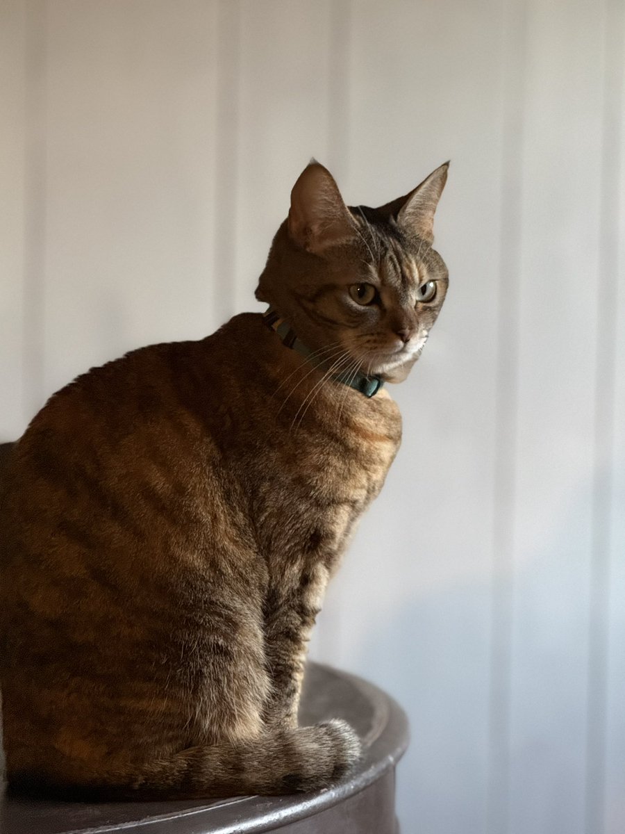ニャンの日
#猫の日　#猫と暮らす幸せ