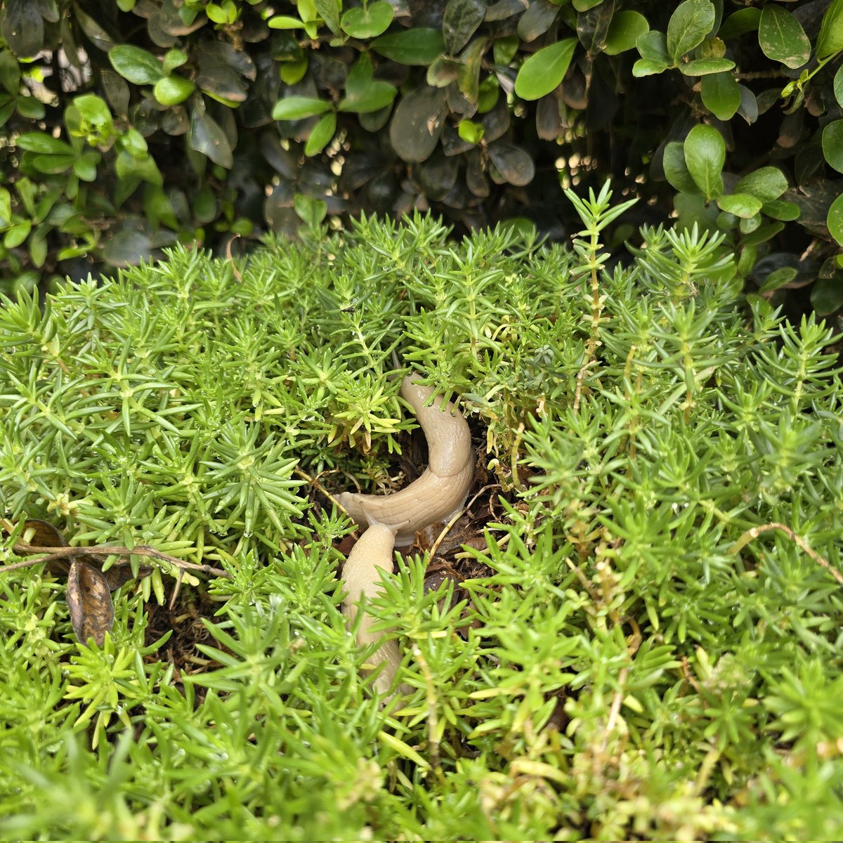 DrKanyuira's tweet photo. On the first day of the rains, I saw these slugs slithering across the roads, and I wondered how quickly they come out. That curiosity led me to do some research, and I found some interesting facts.

•Their bodies are about 80–90% water.
•They go into aestivation when it is hot and dry, but a single rainfall can be enough to reactivate them.
•They emerge when it is wet because moisture protects their bodies from drying out, and it also allows them to slide easily over surfaces to feed and even climb for a nut.

You can get rid of them using household salt, which dehydrates them very quickly and sends them into shock. Wood ash can also be used, as it dries them out, although more slowly.

And no, these are not considered a delicacy in China.
