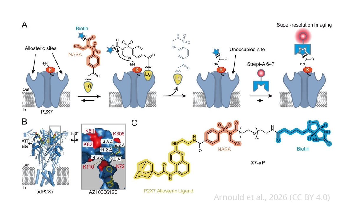 eLife - the journal tweet media