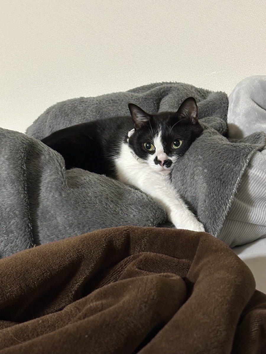 DubGetty43's tweet photo. ねこの日ということなのでね
#ねこの日
#ねこ https://t.co/RPAAQb1oMW