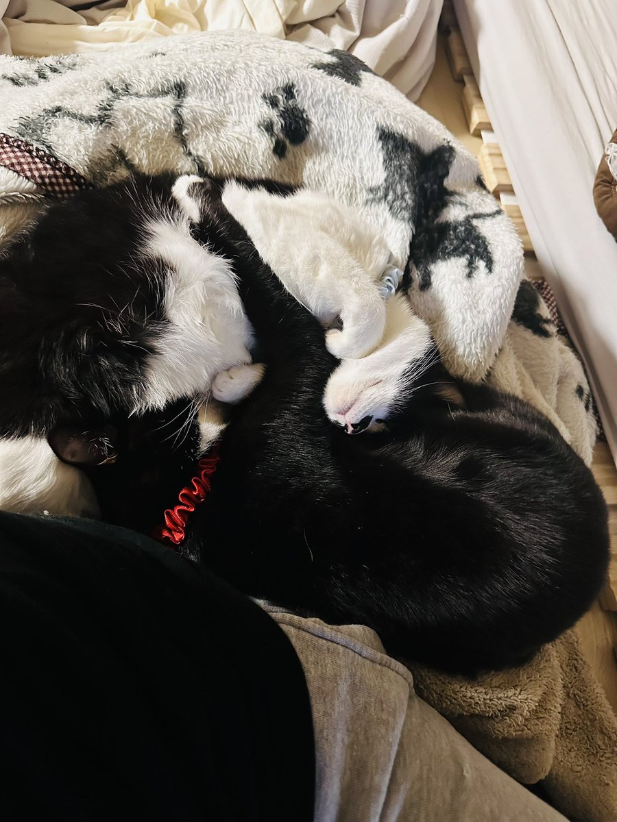 DubGetty43's tweet photo. ねこの日ということなのでね
#ねこの日
#ねこ https://t.co/RPAAQb1oMW