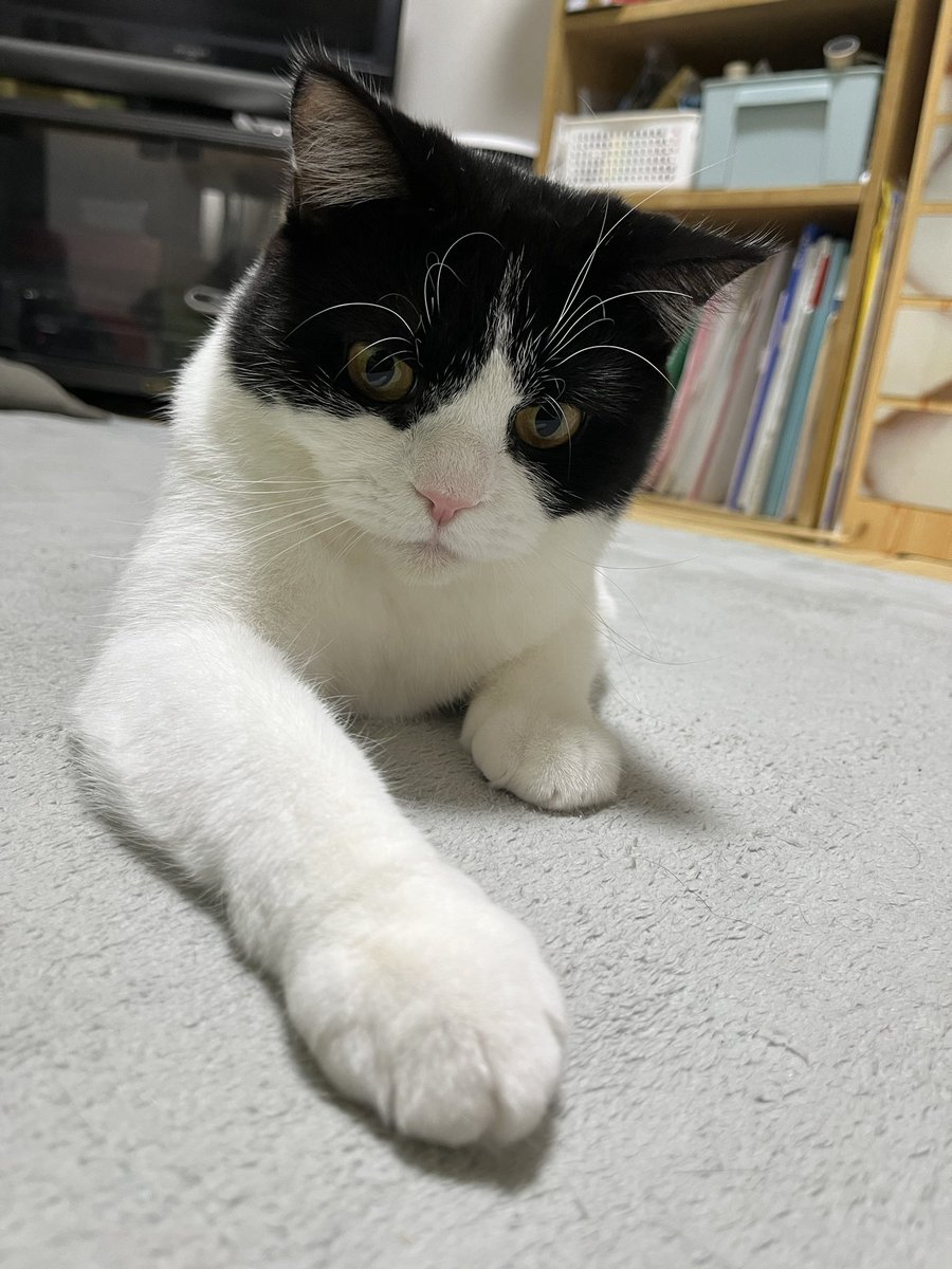 にゃんにゃんにゃん #猫の日