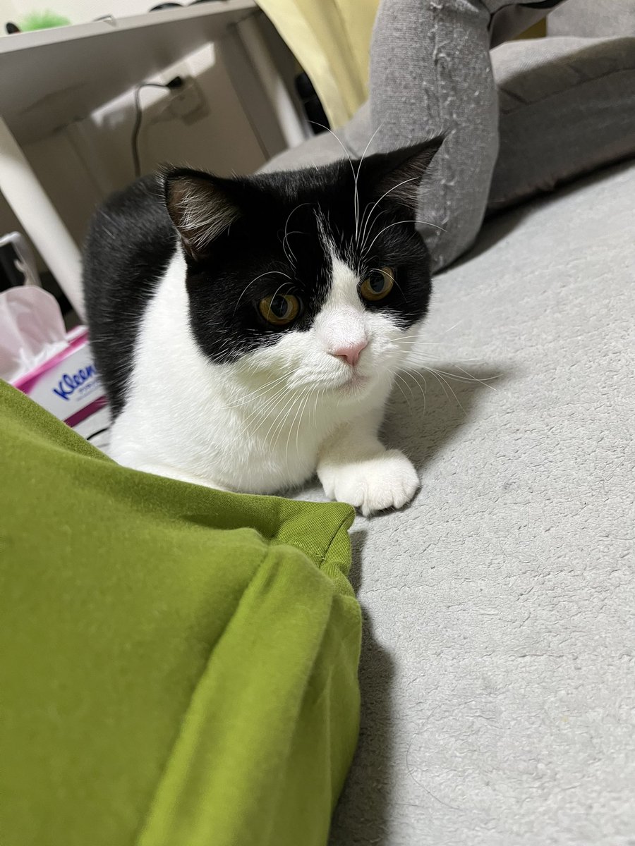 にゃんにゃんにゃん #猫の日