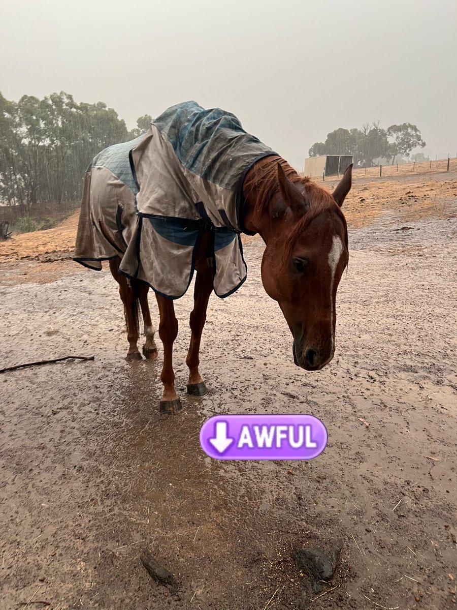 evil and intimidating horse (@neighpilled) on Twitter photo 