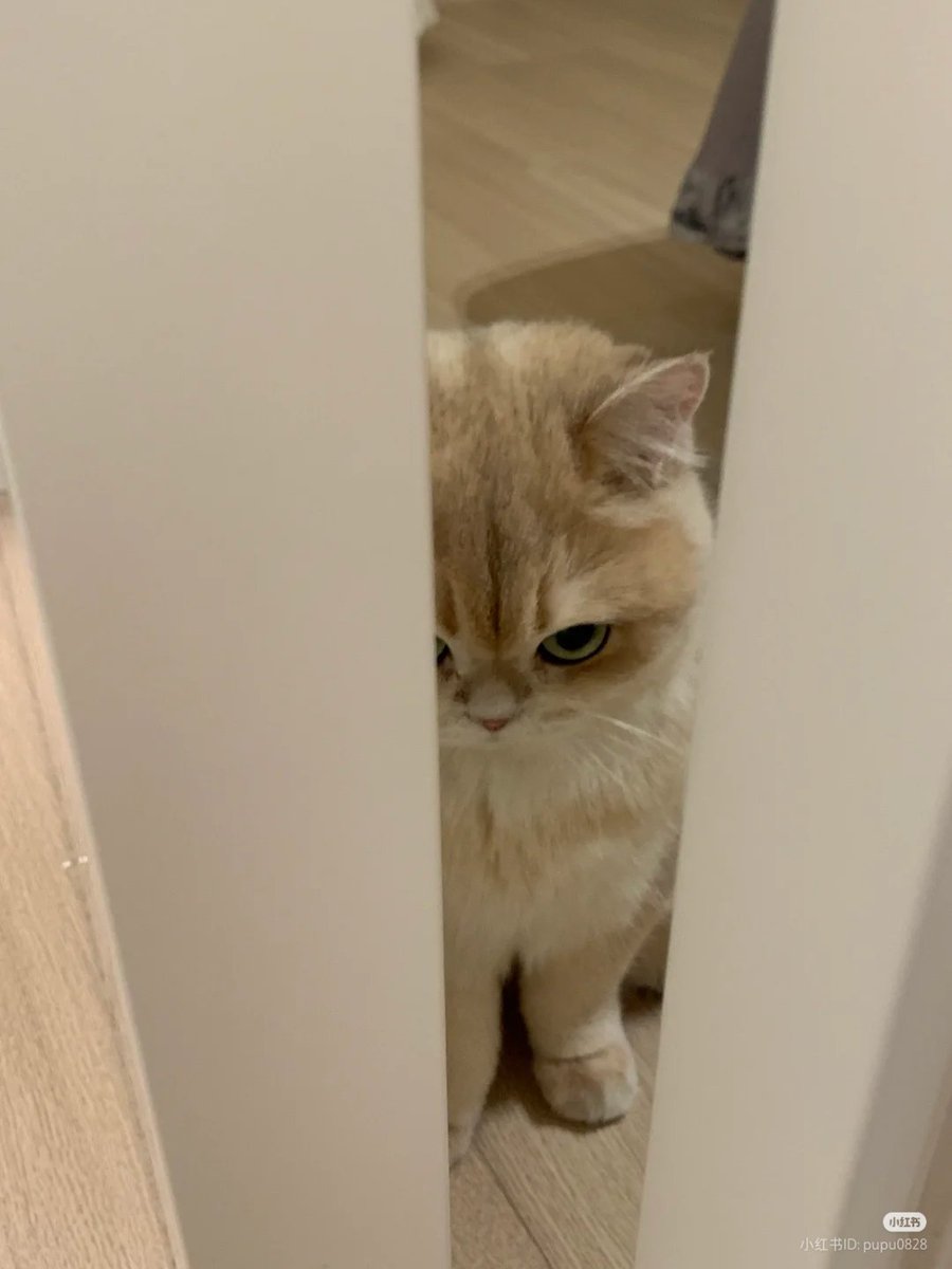 nocontextscats's tweet photo. 😡😡😡 https://t.co/FaG1XEhpOd