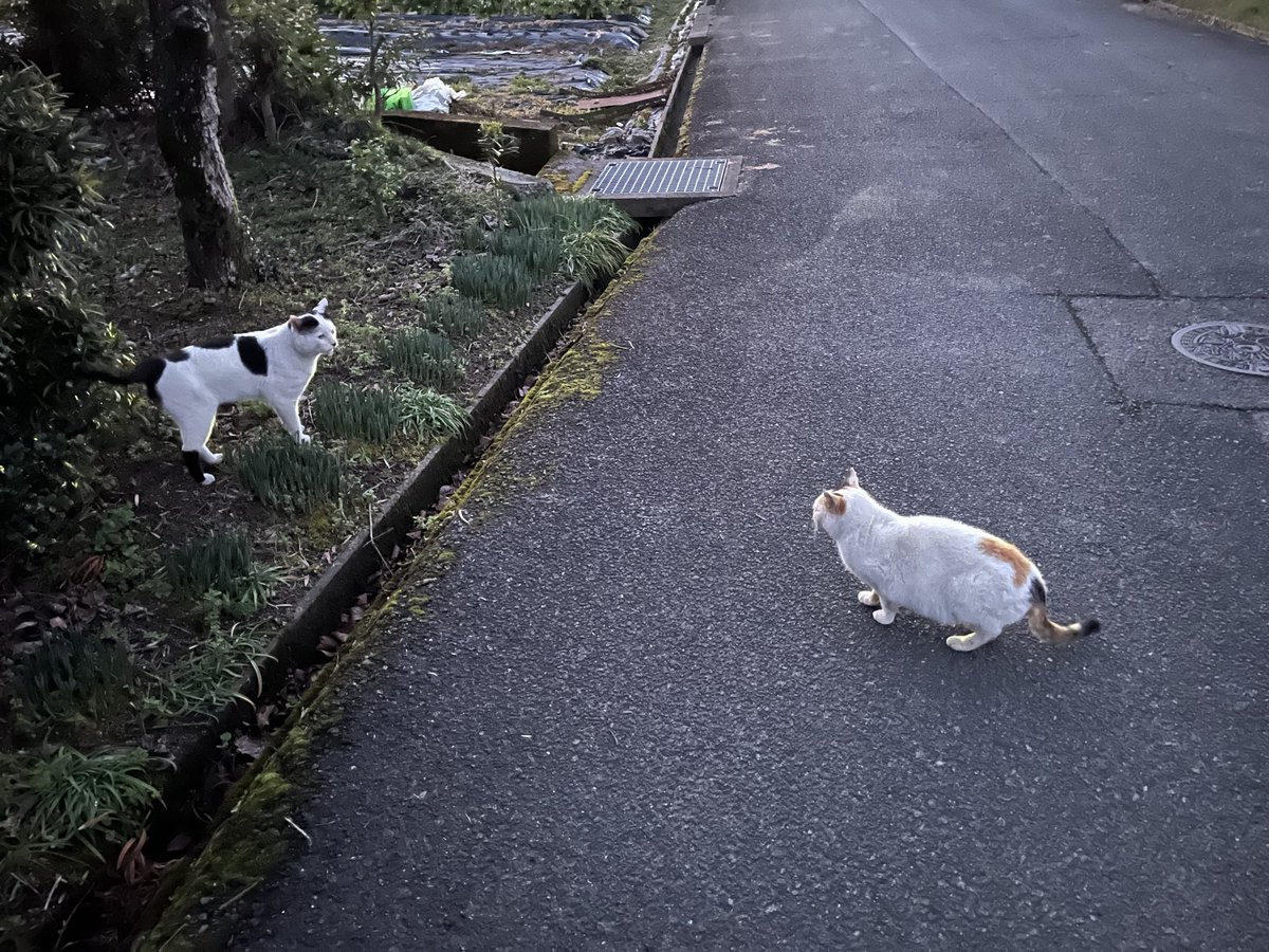 猫の日に不在の福ちゃん…
繁殖期で昨日から帰って来ていなくて。
探しに行ったら、昨日は私の好きなノラちゃんと一緒に居ました。
今日は探してもどこにも居なくて心配😢
ご馳走様用意して待ってるから早く帰って来てね😭