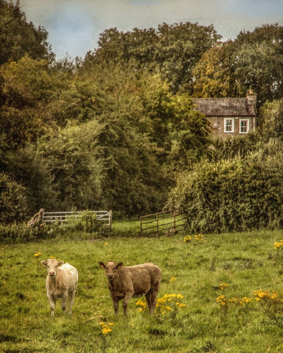 ThisIsIreland3's tweet image. The old farmhouse in the trees 🌳🛖

Two guardians keeping a close eye on the property 🐄 🐄 

📍County Offaly, Ireland ☘️

📸 Dominic Moriarty 

#Offaly #Farmhouse #Ireland #Peace