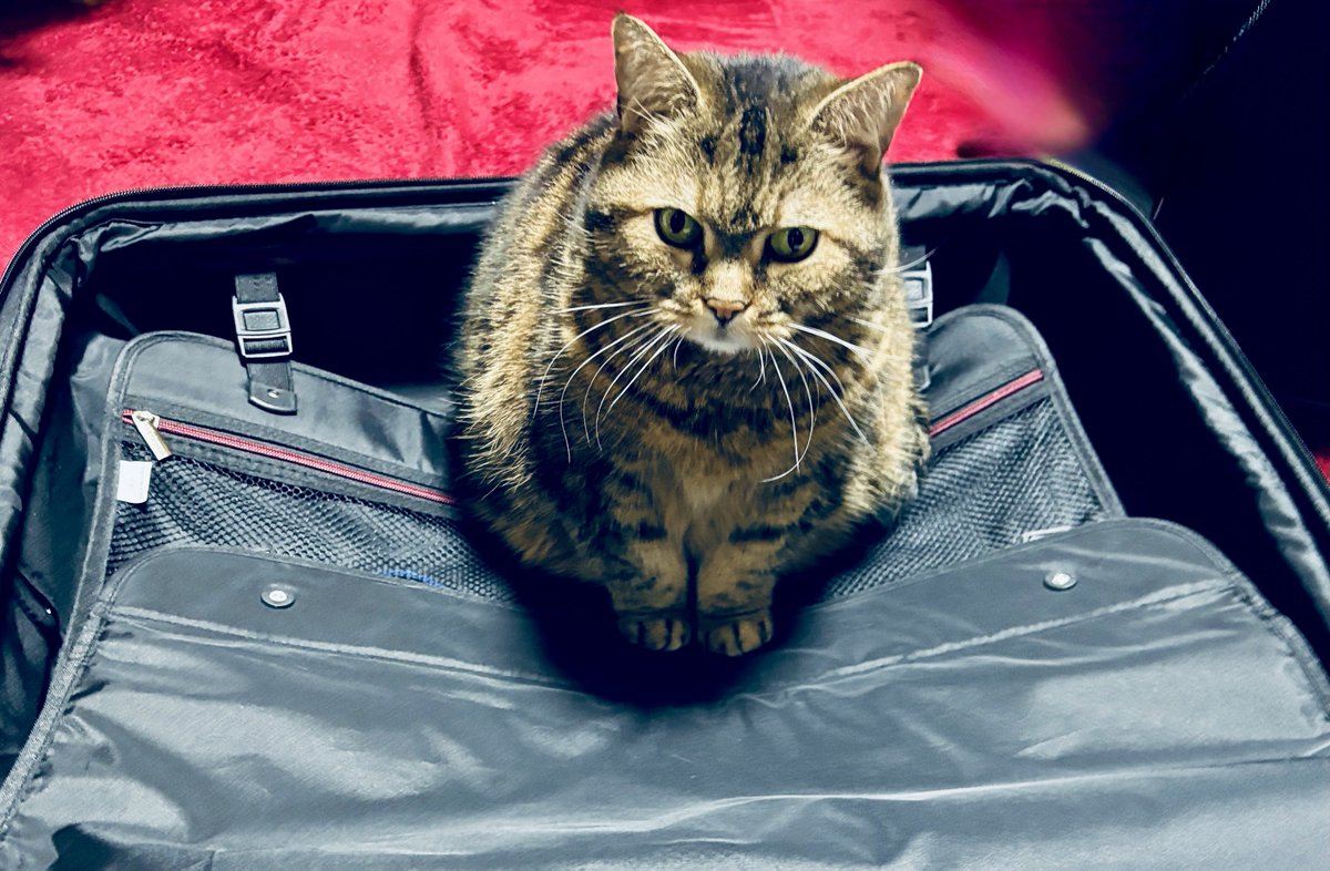 台湾人 tweet media