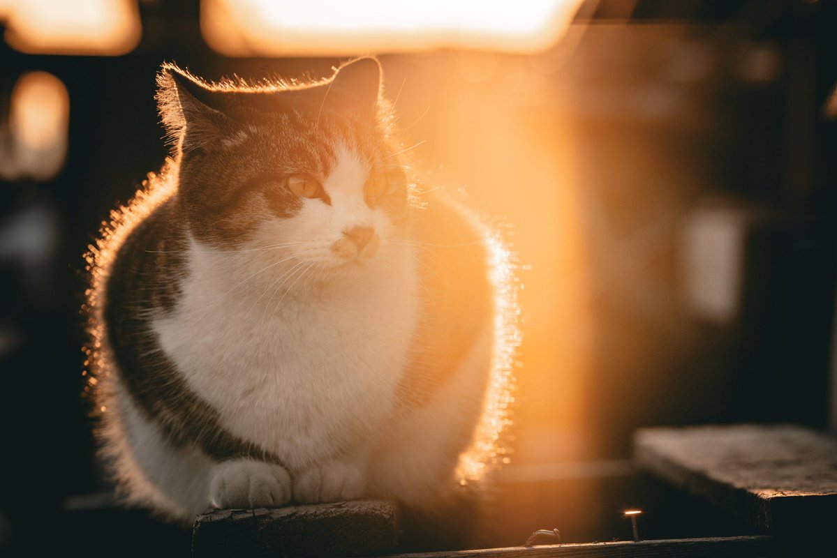 沼津の猫。そろそろ沢山放出したい。 #沼津 #にゃんにゃんにゃんの日