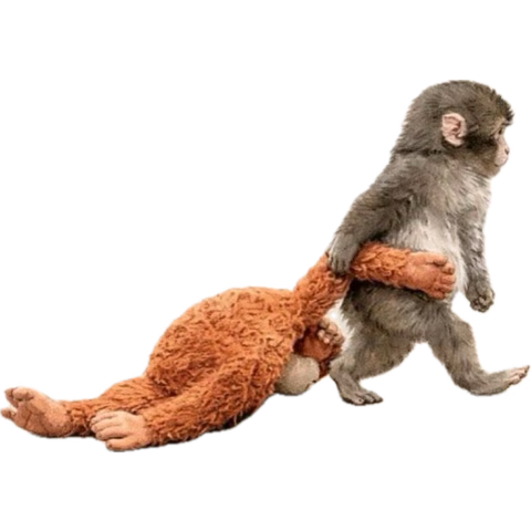 mahsagoli tweet media