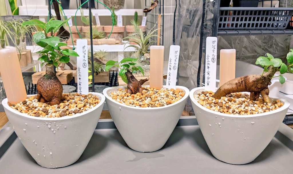 そして、ちょっとした遊び心ですw