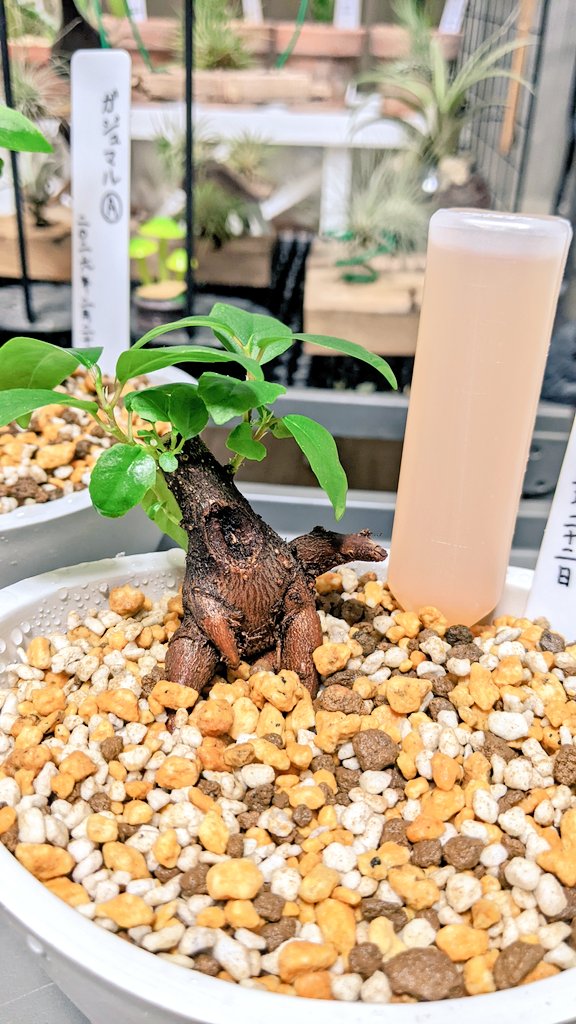 そして、ちょっとした遊び心ですw