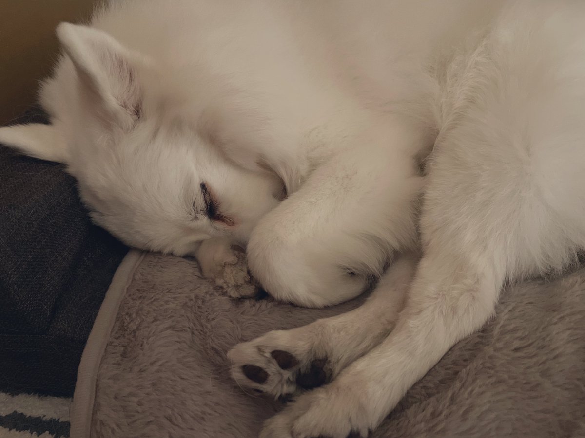 結婚記念日だったので近所のまだ行ってなかったお店で食べてきました 満腹すぎる