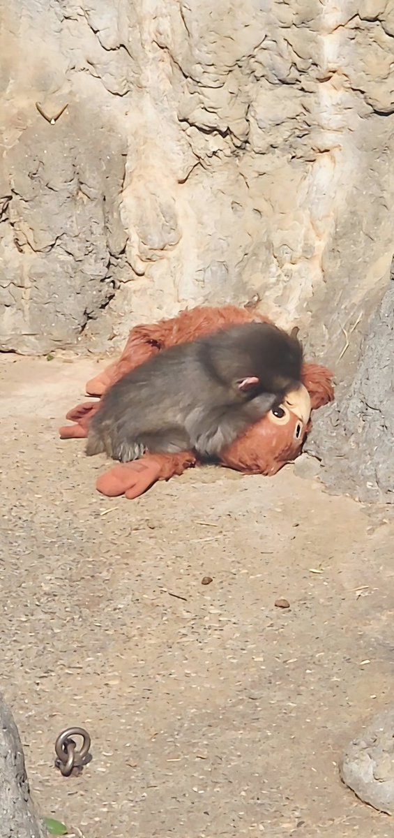 Aries_sa4's tweet photo. パンチくん🐒
オランママにごめん寝してる💤⭐️
お尻ポリポリッꉂ🤭
内側から出てくるお手手が可愛すぎ❤

 #市川市動植物園 には他にも
可愛い子たちが沢山いたよ👍

 #パンチくん
 #がんばれパンチくん
 #ニホンザル https://t.co/IRb4Meq1MT