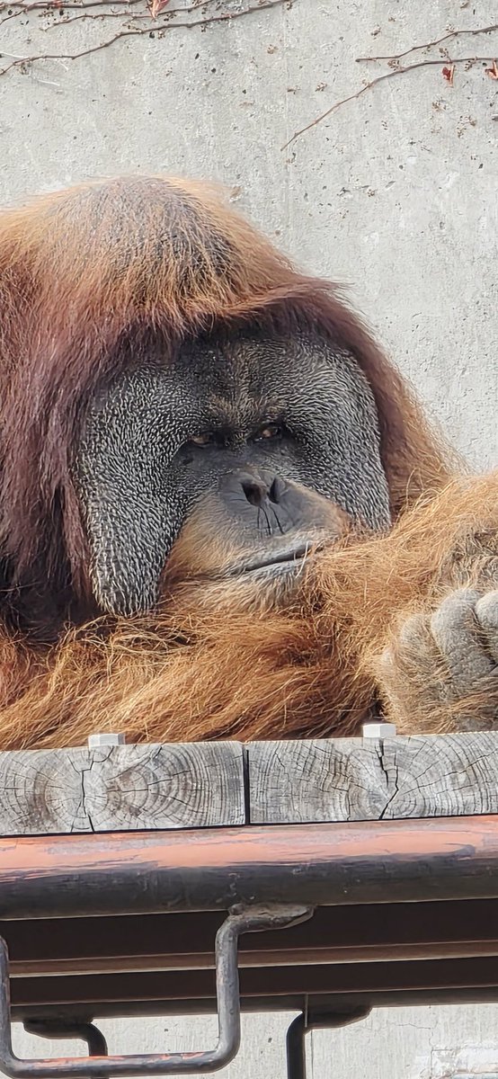 Aries_sa4's tweet photo. パンチくん🐒
オランママにごめん寝してる💤⭐️
お尻ポリポリッꉂ🤭
内側から出てくるお手手が可愛すぎ❤

 #市川市動植物園 には他にも
可愛い子たちが沢山いたよ👍

 #パンチくん
 #がんばれパンチくん
 #ニホンザル https://t.co/IRb4Meq1MT