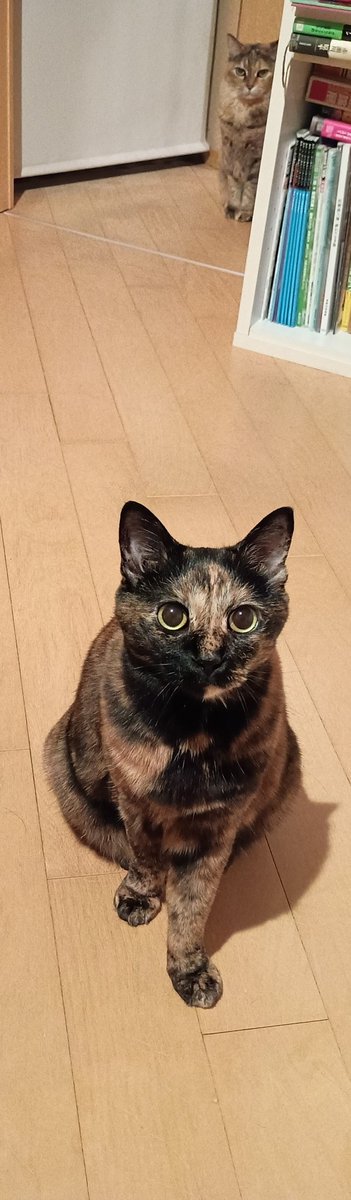GameOver_Kamo's tweet photo. #猫の日 https://t.co/JPrWjINDvy