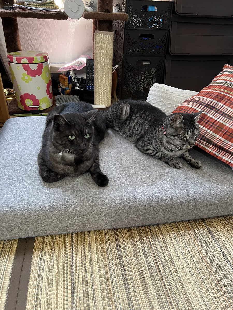 peachfish314's tweet photo. #ねこの日  #猫の日 https://t.co/hKS6KAwKzJ