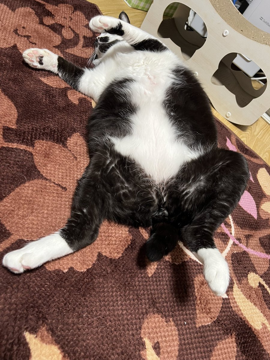 peachfish314's tweet photo. #ねこの日  #猫の日 https://t.co/hKS6KAwKzJ