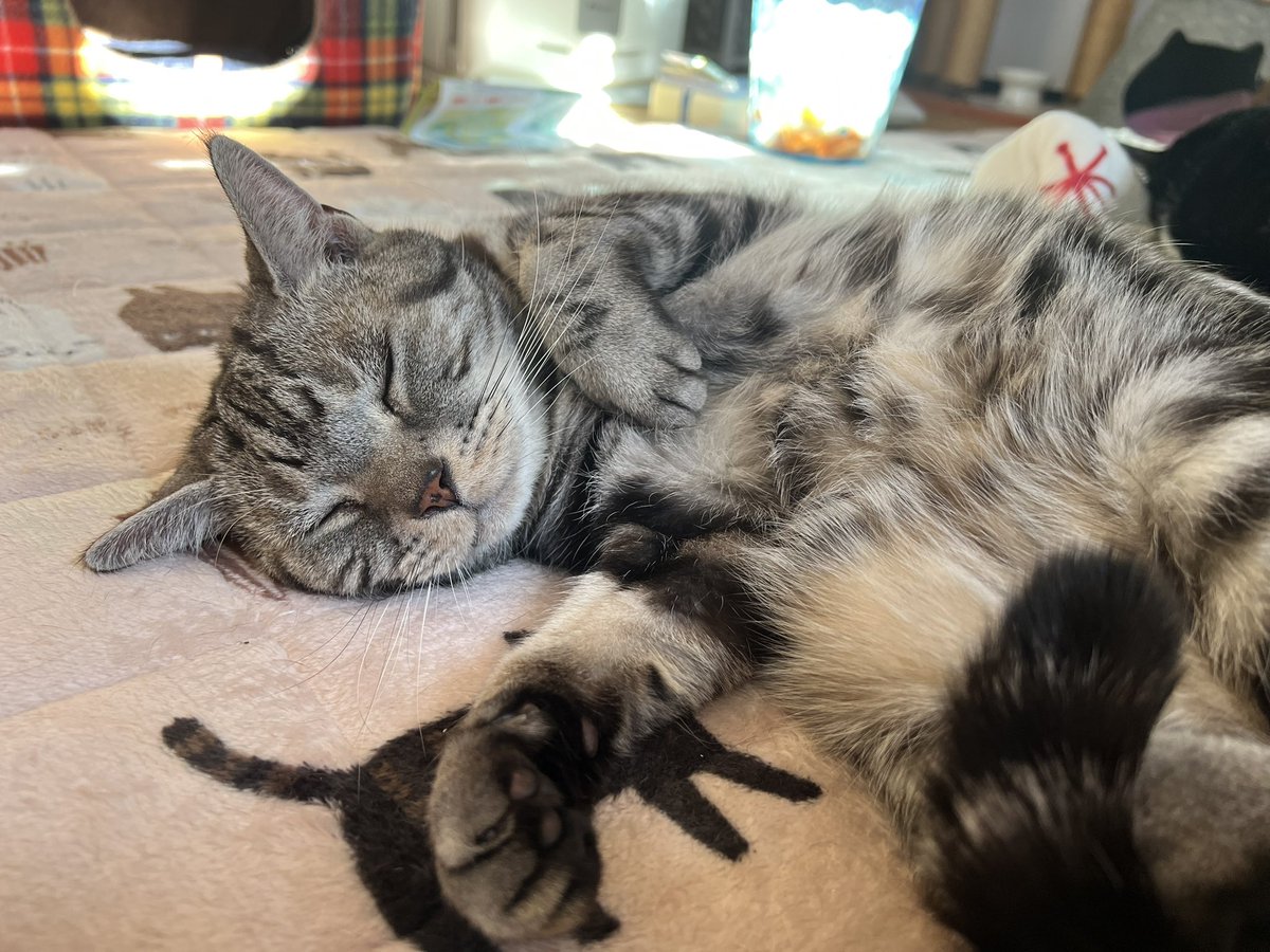 peachfish314's tweet photo. #ねこの日  #猫の日 https://t.co/hKS6KAwKzJ