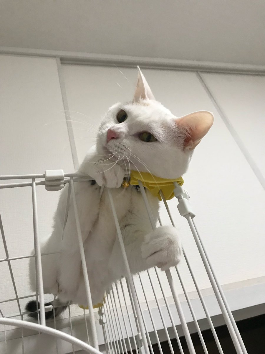 今日は #猫の日 幸せな1日だ〜！！！ 我が家のニャンズ🏡 #もかるあ