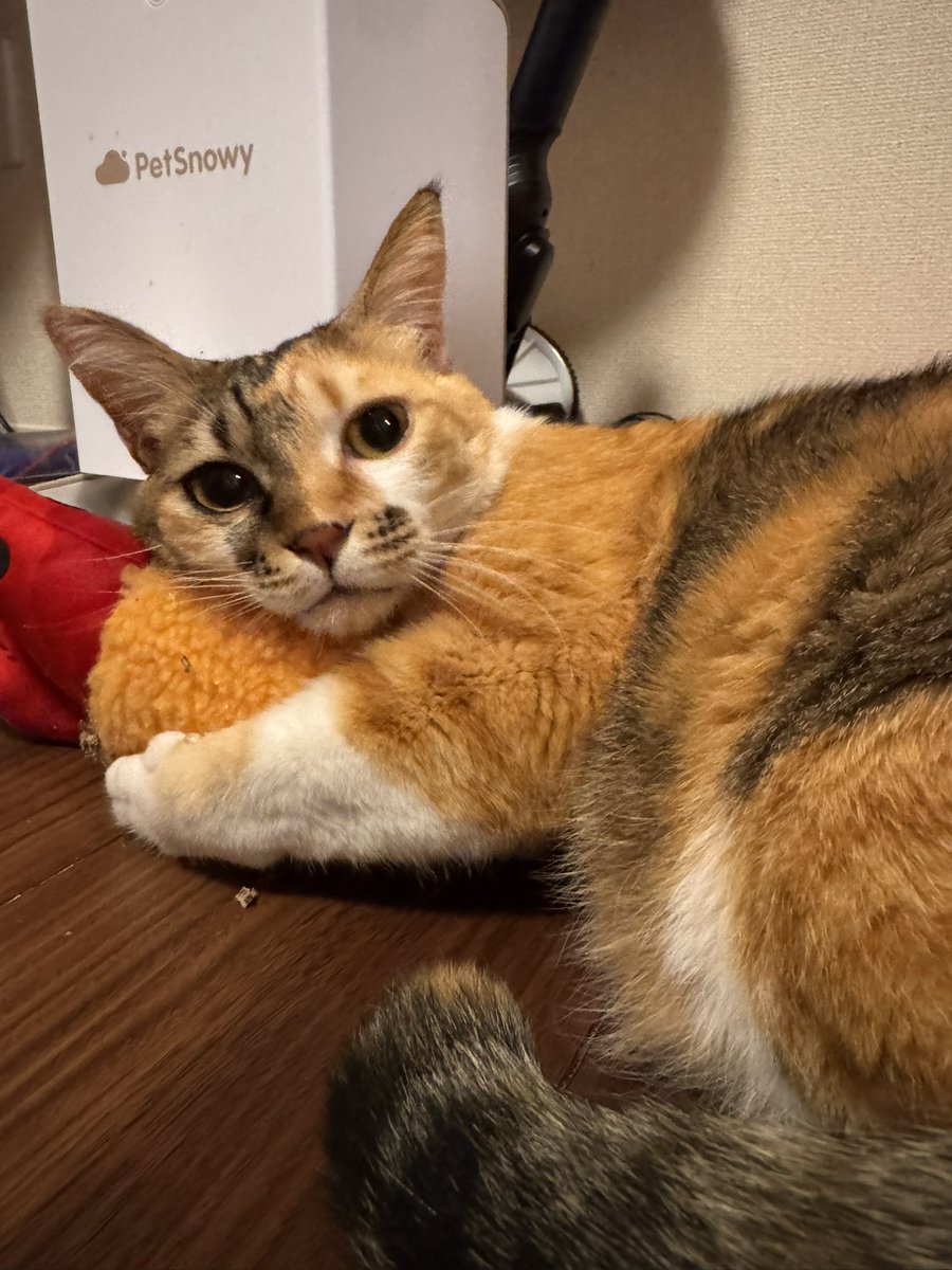 今日は #猫の日 幸せな1日だ〜！！！ 我が家のニャンズ🏡 #もかるあ