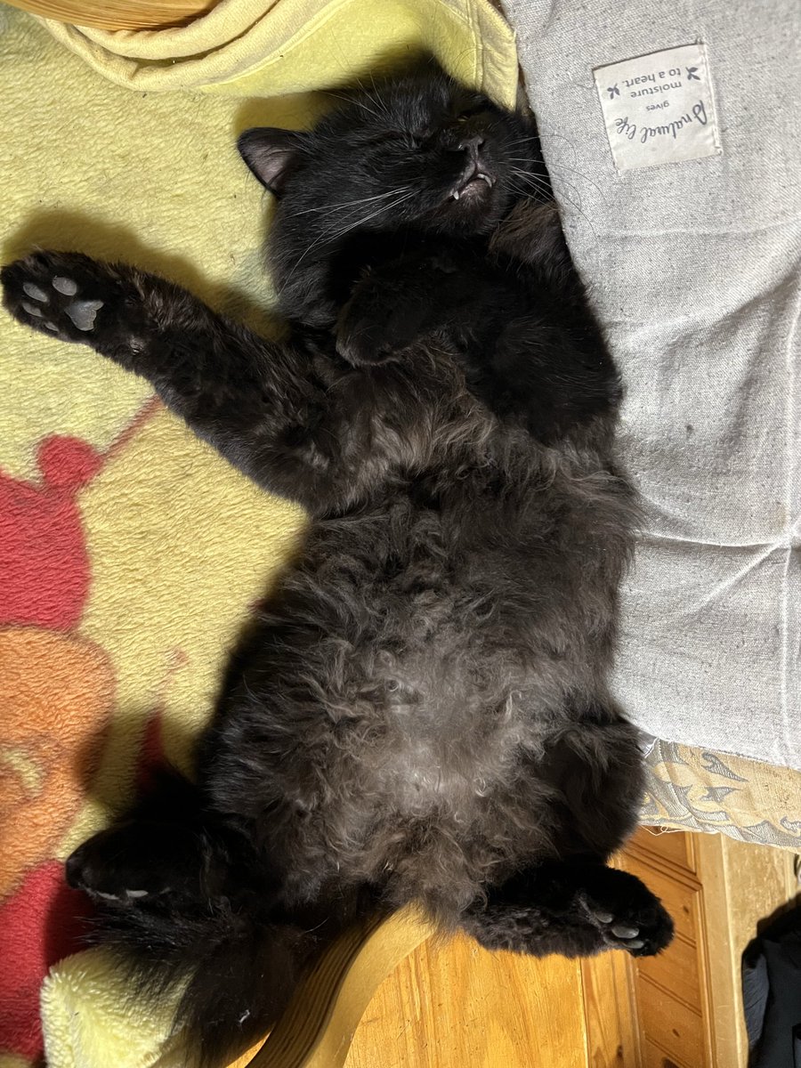 F2b84P's tweet photo. おやすみなさい🐾
#黒猫 https://t.co/dQ2BSQSdoF