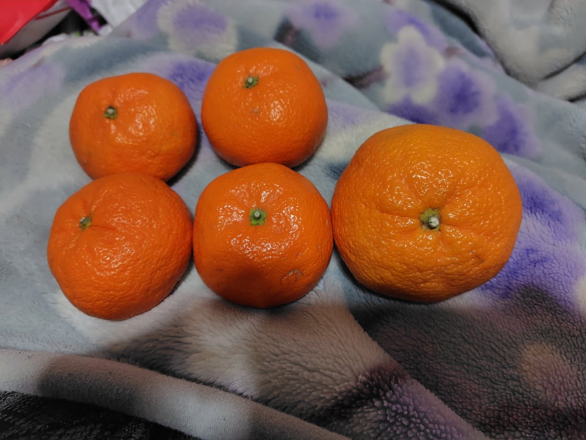 みかん…なんか1個だけ明らかに大きさが違うw