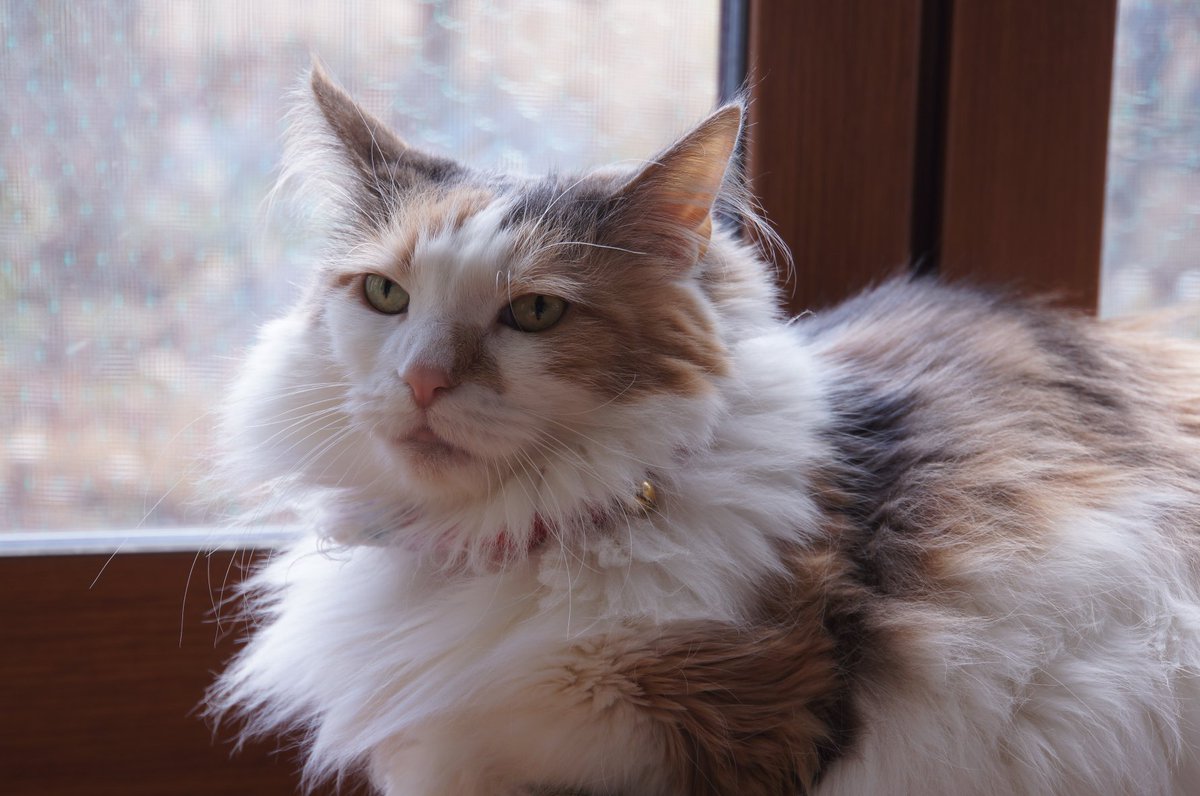 騒風改 tweet media