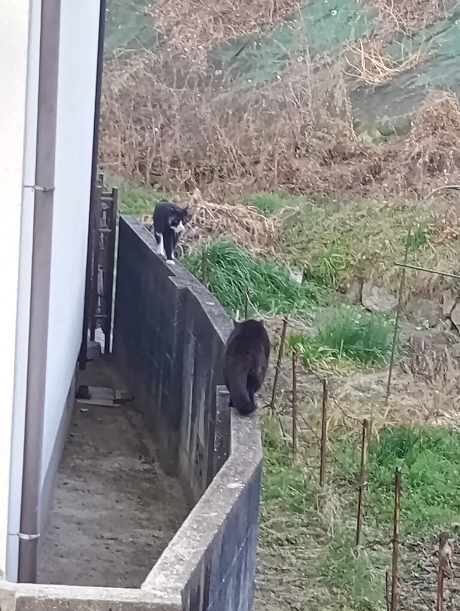 sui112015's tweet photo. 右折禁止。
​#猫の日 https://t.co/TvTv08v9xN