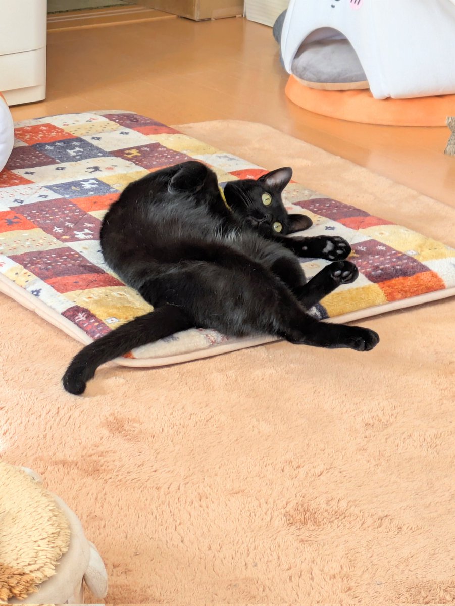 #猫の日
にくじゃがさんと つぶあんさん
今日も可愛い
毎日ありがとう♪