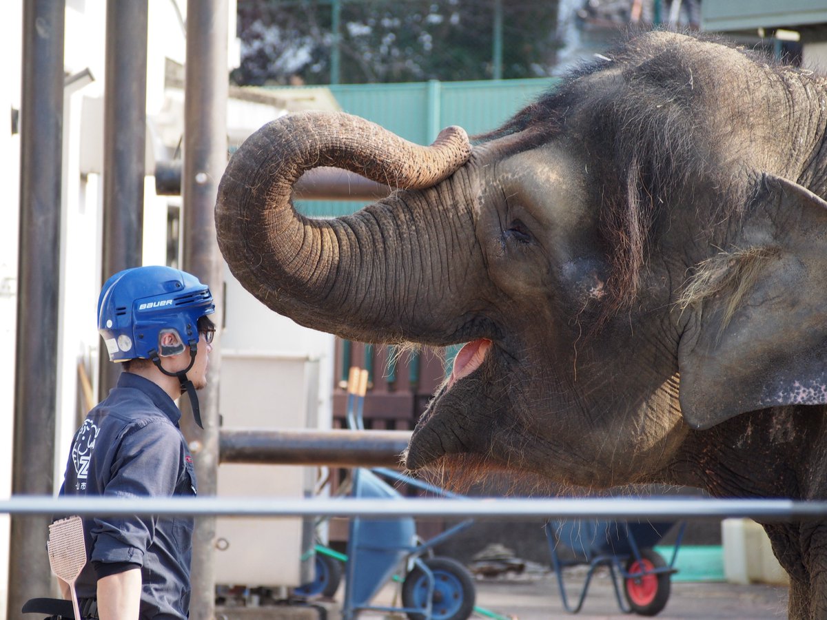 🐘ゾウさん情報局🦣 (@zousan_jp) / Posts / X