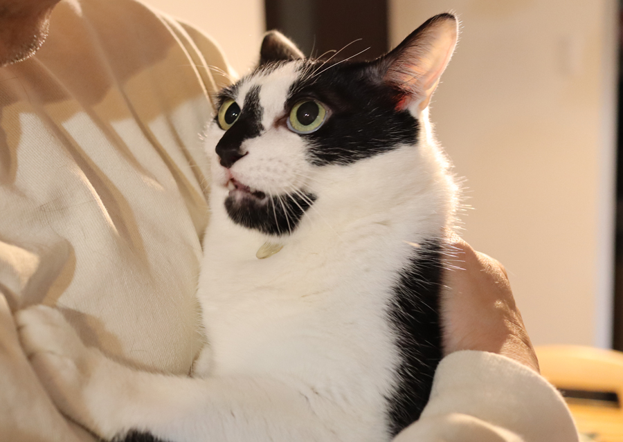 ねこの日に友人宅のねこたちに会えてよかった