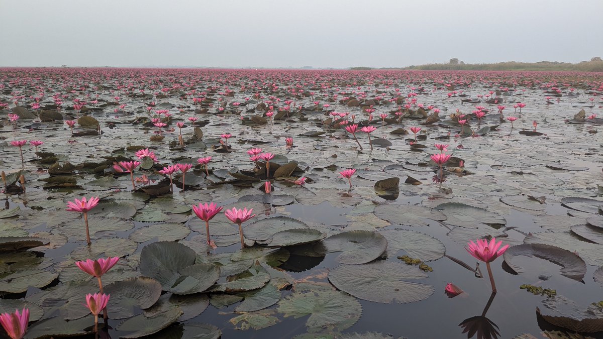 zka2_tabi's tweet photo. 最近、Xでノーンハーン湖の写真があがってますね。
赤い蓮の花が綺麗でした👍
https://t.co/ztKJoRxBBF https://t.co/0lcr27Glac