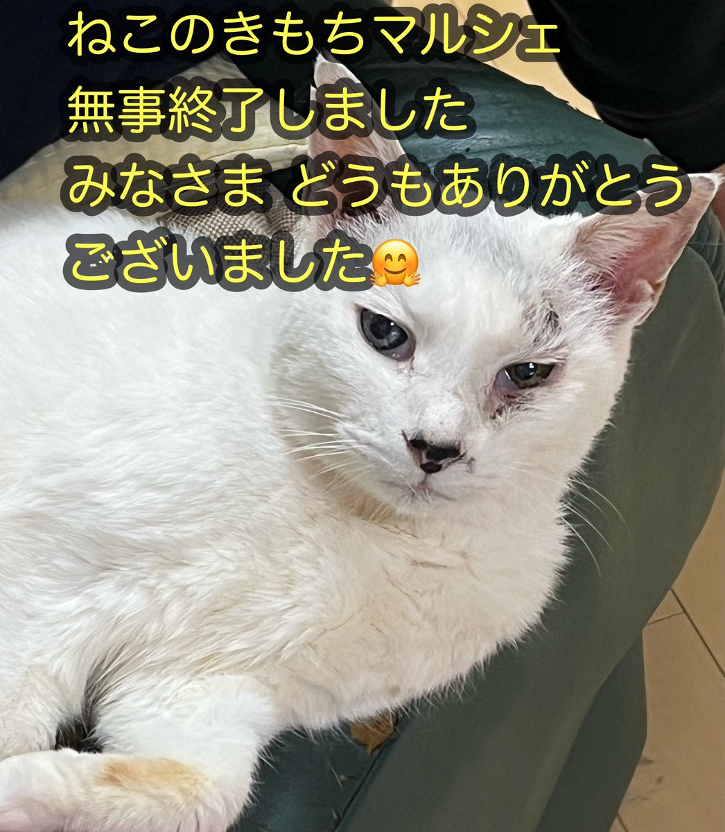 第6回 ねこのきもちマルシェ
無事終了しました🐾

k-ohanaのブースにお越しくださった皆さま、
実行委員のみなさま
仲良くしてくださいました出展者のみなさま
本当にありがとうございました！

素敵な2日間に感謝です🐱✨

#ねこのきもちマルシェ
#猫カゴ
#にゃんじゃらし
#毛糸玉
#おさかにゃん