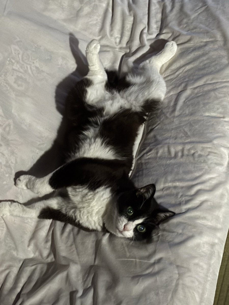 猫の日なので我が家の20歳にゃんこも𓏲𓎨