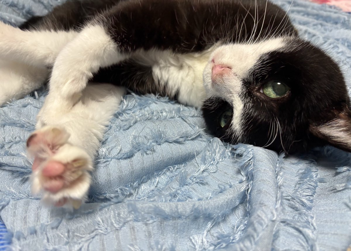 猫の日なので我が家の20歳にゃんこも𓏲𓎨