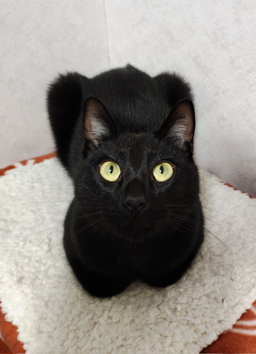 見よこの驚きの黒さを

#猫の日