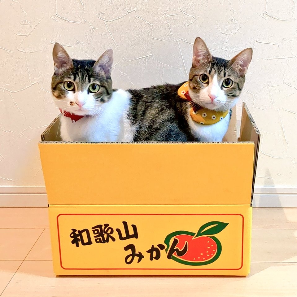 ワカとヤマ (@wakaandyama) / Posts / X