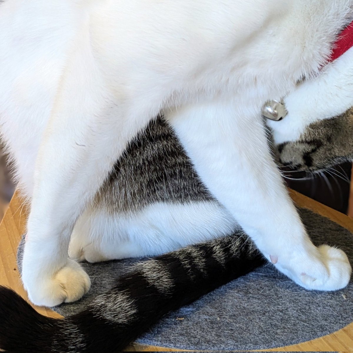 人」と「入」の違いについて学んだ🤭 #猫の日 #にゃんち曜日