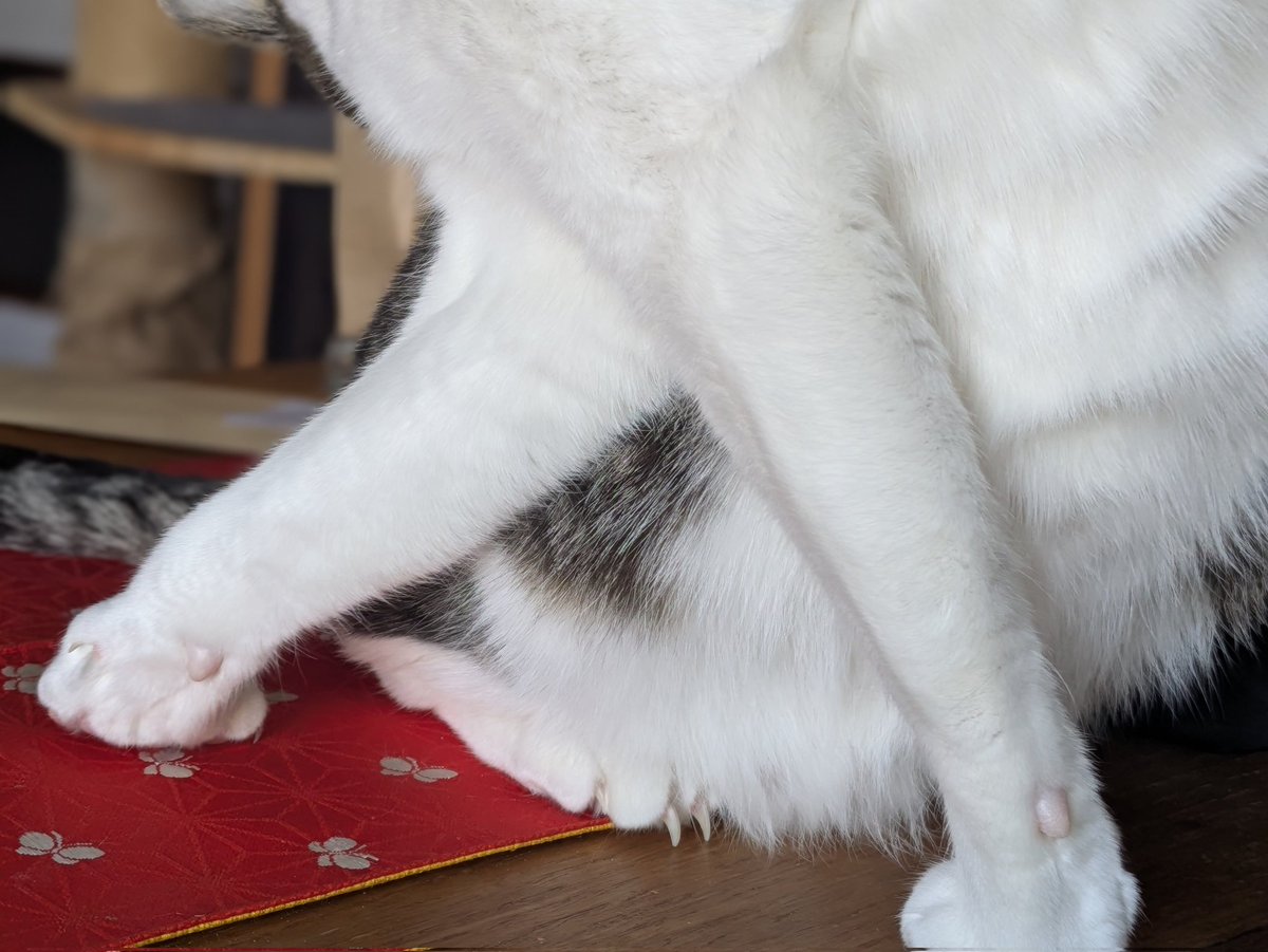 人」と「入」の違いについて学んだ🤭 #猫の日 #にゃんち曜日