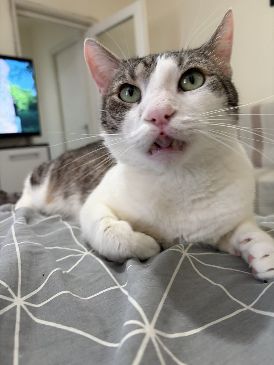 booly.dev tweet media