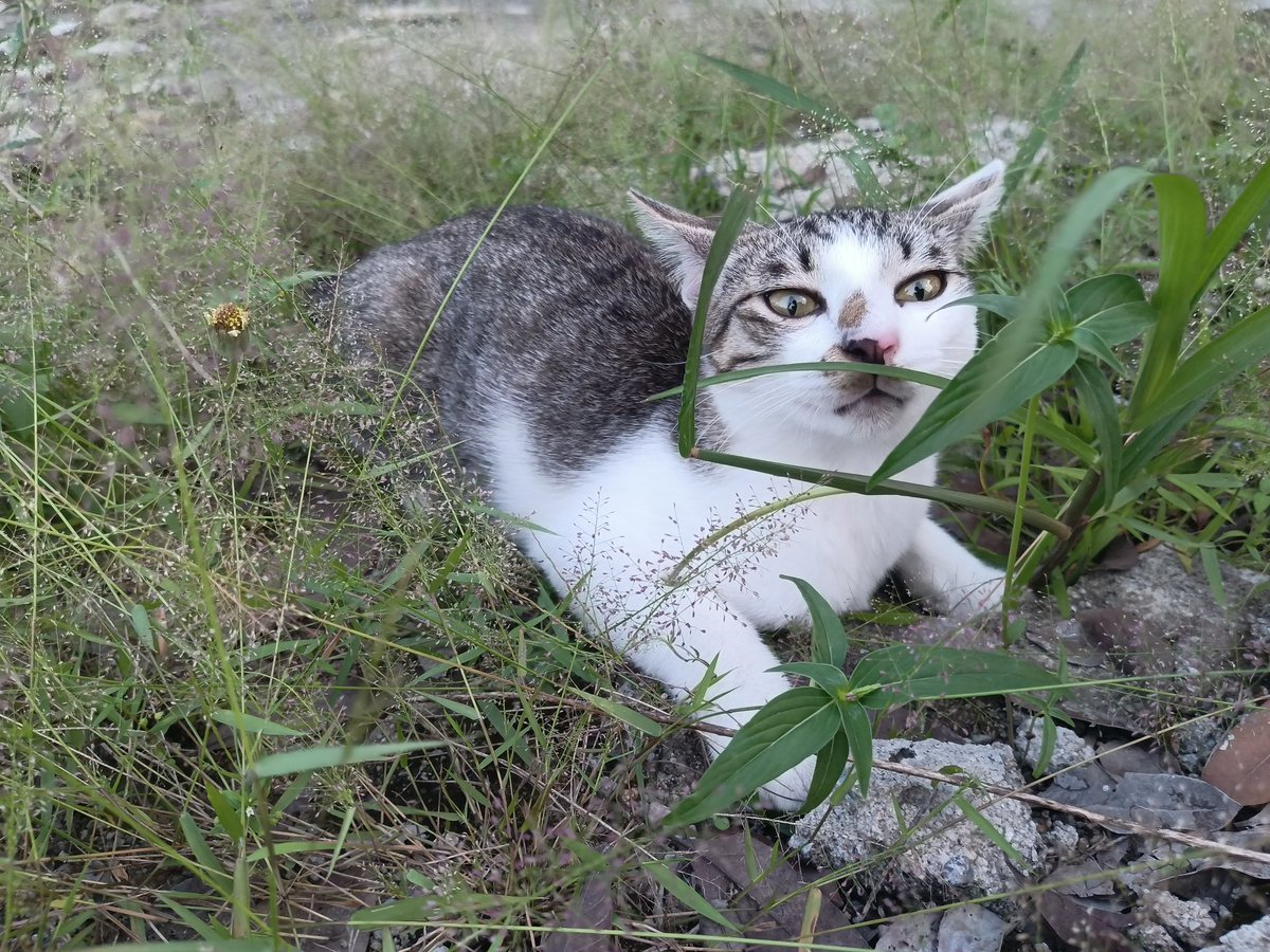 miss this fella
he wandered off around a month before probably being in heat to find mate
