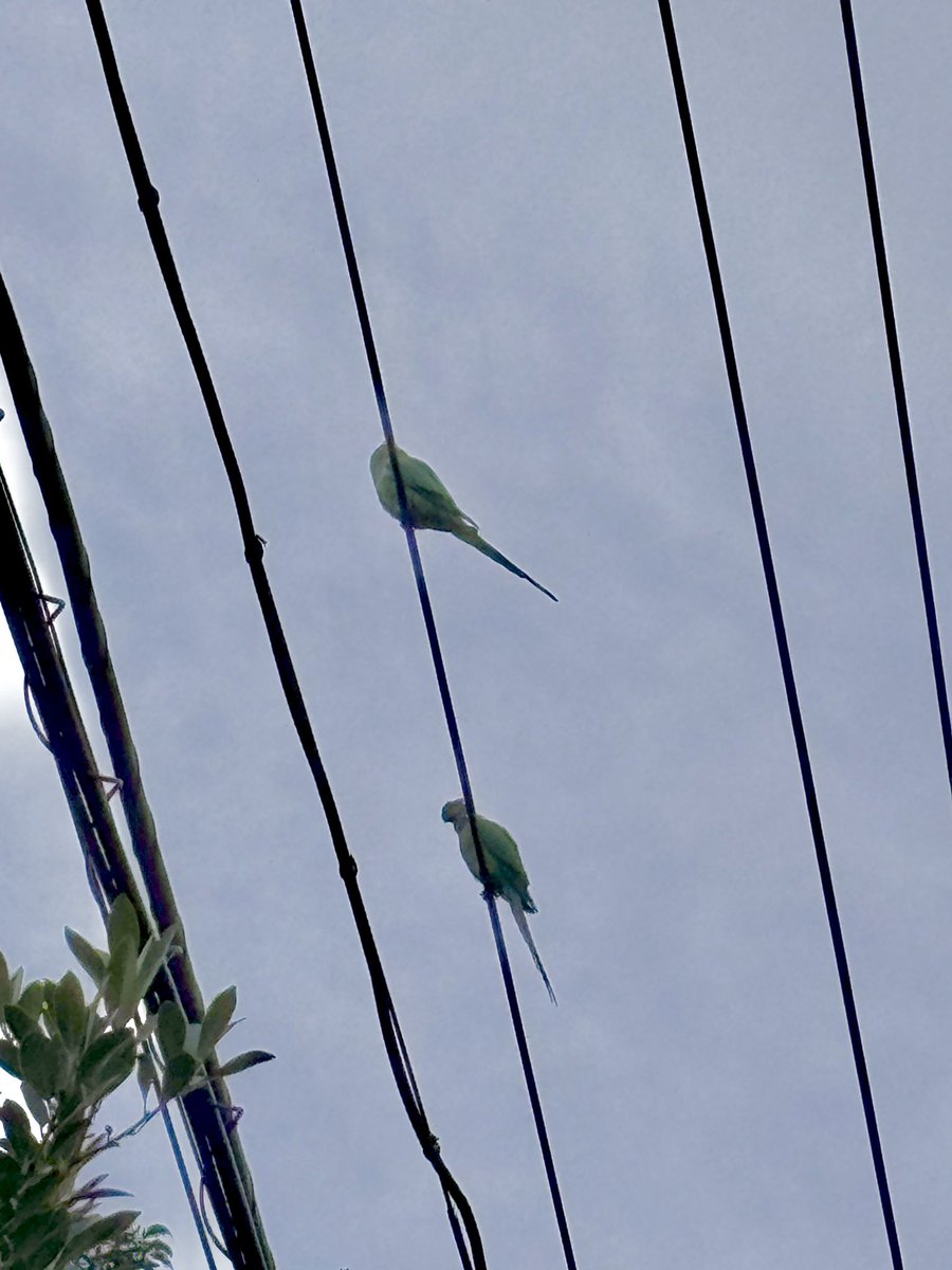 08213150's tweet photo. 見慣れない鳥がいる、ウグイスにしてはデカいな、野生のインコか、そんなのいるわけないか、

と思って調べたら野生のインコだった。
ワカケホンセイインコって言うらしい。

YouTubeで検索したらちょっとした社会問題になってるらしい。けど、野生の生き物にしてはあまりにも鮮やかで綺麗だった。 https://t.co/hpAwyTxHkU