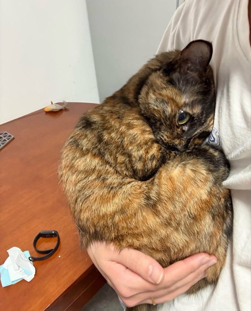 catshealdeprsn's tweet photo. I need to be held like this rn https://t.co/8AIX893NWP