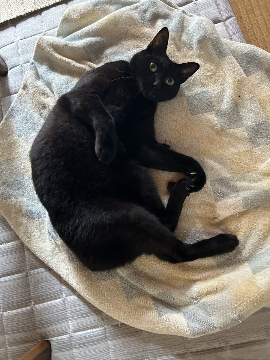 猫の日にたくさんの猫ぱんとおやつもらって幸せなコジロー🐈‍⬛とわたし♡
#猫の日