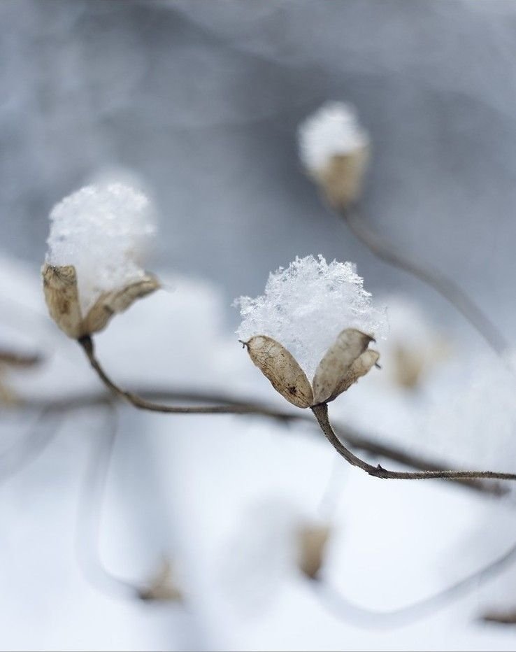 Hans Scholl

Alles Leben hieltst du Winter,
mit dem weißen Mantel
deiner Macht versteckt
...
Aber in der Bäume und der Blumen Tod
war nie Trauerangst und Not
denn im Innern ihrer öden Hülle
quoll der Frühlingssäfte warme Fülle
die ganz still verborgen
ihren höchsten Glanz  
↓