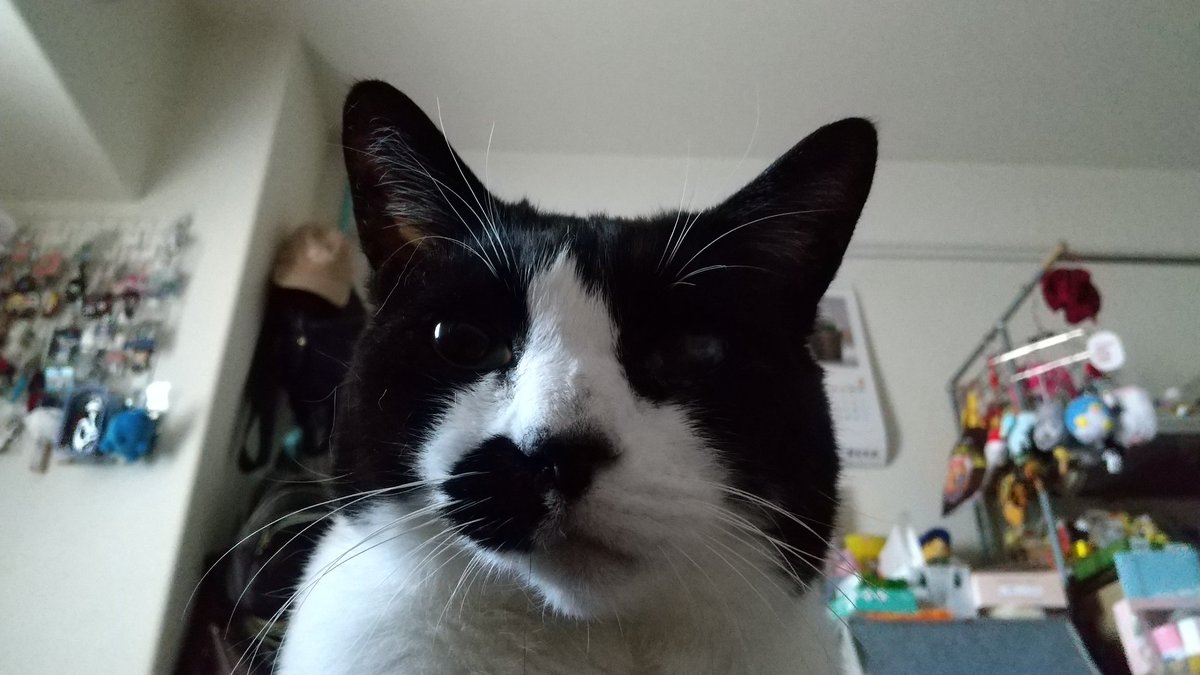 RT @ptran0402: #猫フォト選手権2026 宜しくですハチ😽🐾✨