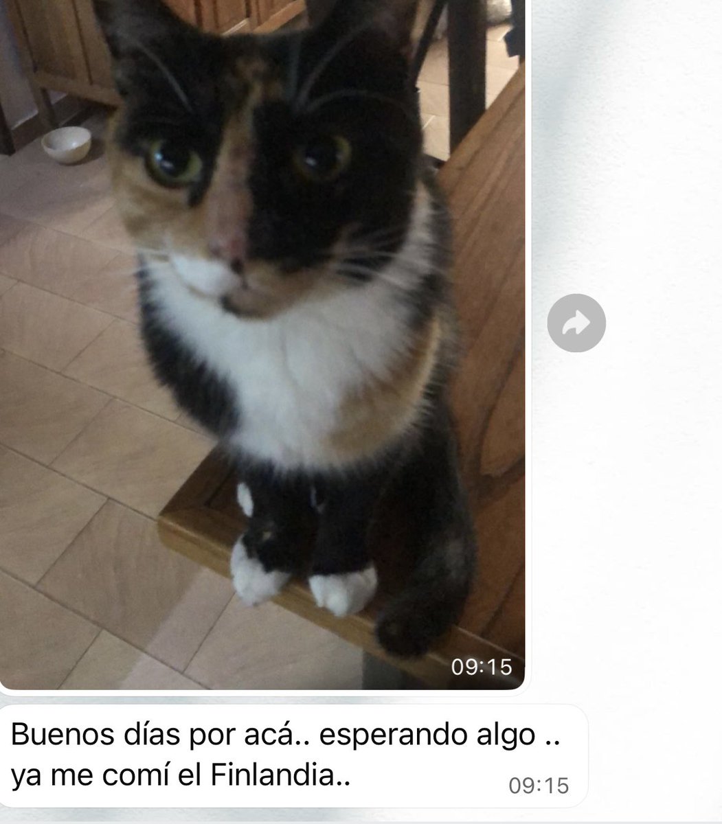 Mi mamá me manda mensaje como si fuera la gata