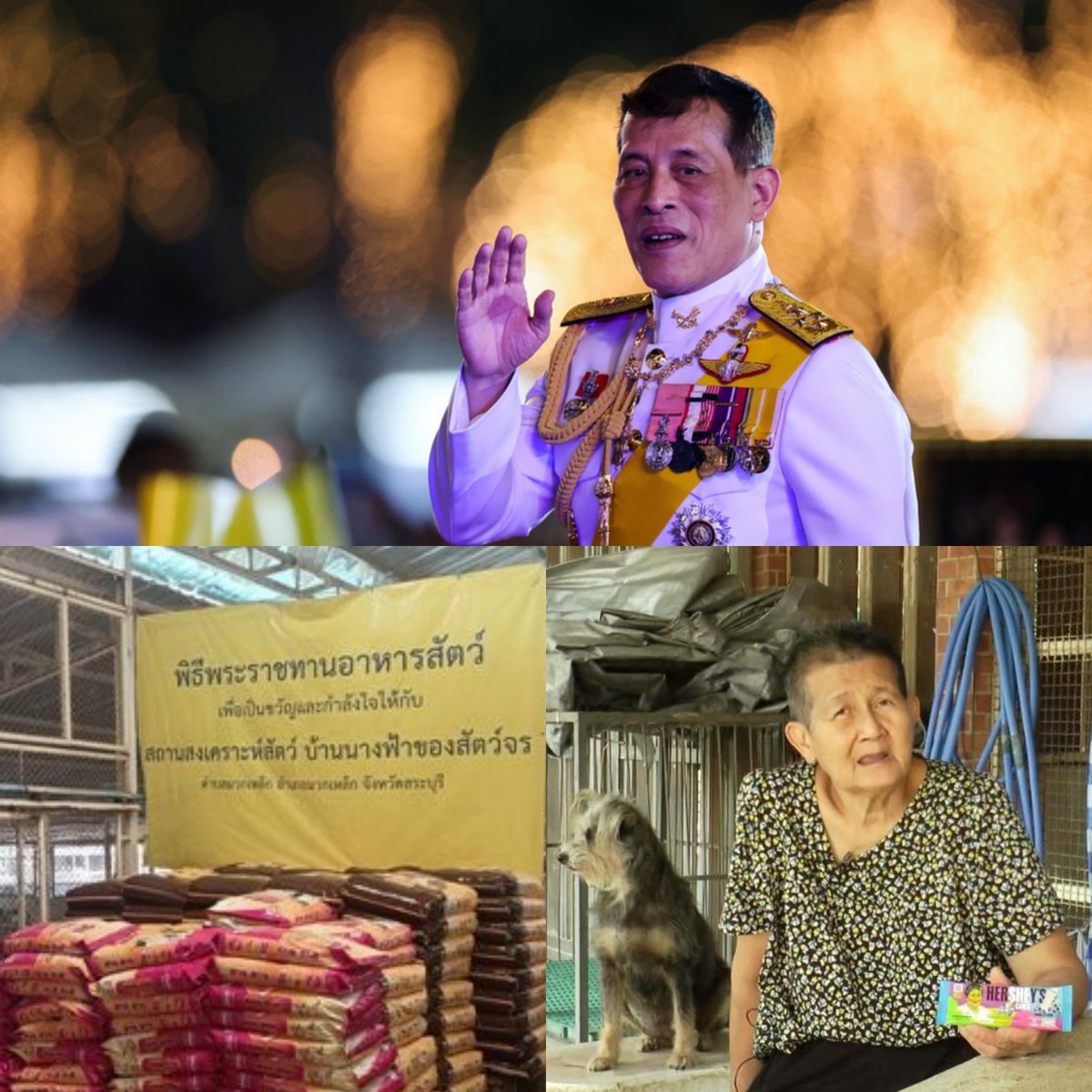 รู้หรือไม่? "ป้าติ๋ม" หญิงไทยผู้เคยปรากฏบนซองช็อกโกแลต Hershey’s ในฐานะนางฟ้าของสุนัข-แมวจร ได้รับพระราชทานอาหารสุนัขมูลค่า 100,000 บาท ในทุกๆ เดือน นับตั้งแต่เดือนกันยายน 2564 จวบจนปัจจุบัน นับเป็นพระเมตตาที่ทรงมีต่อพสกนิกรผู้ทำความดีและสุนัข-แมวจร ของในหลวง ร.10 #ทรงพระเจริญ 💛