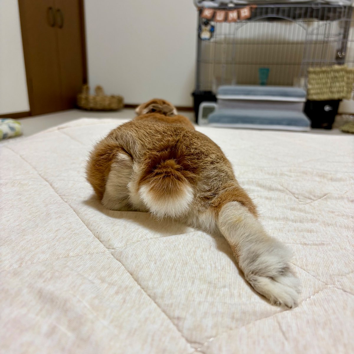 シュタッ🍑 #けつようび #うさぎ #ネザーランドドワーフ